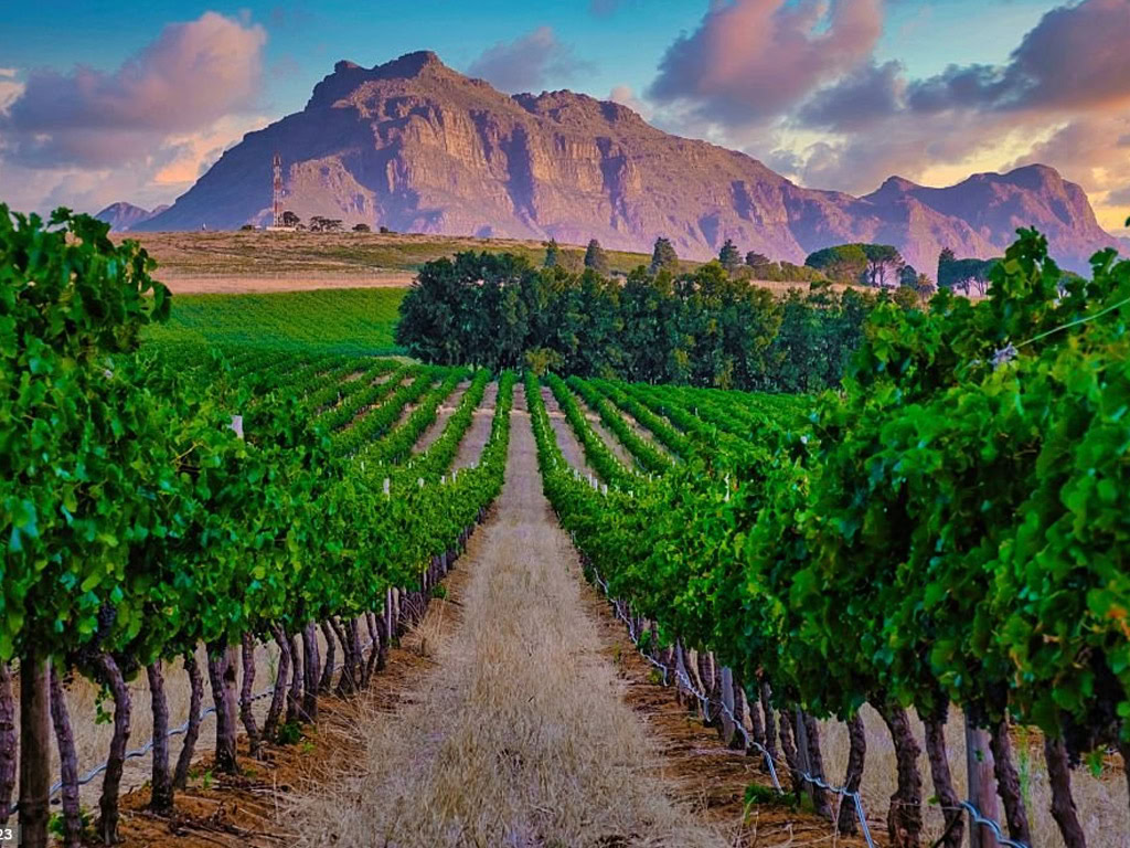 Franschoek Vines