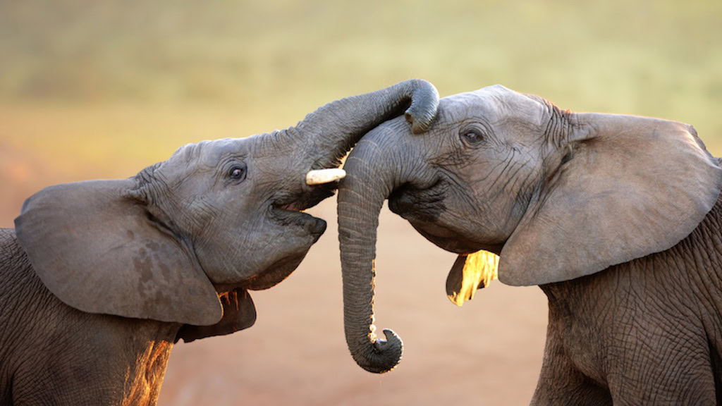 GS Africa Garden Route 62 Tour 06