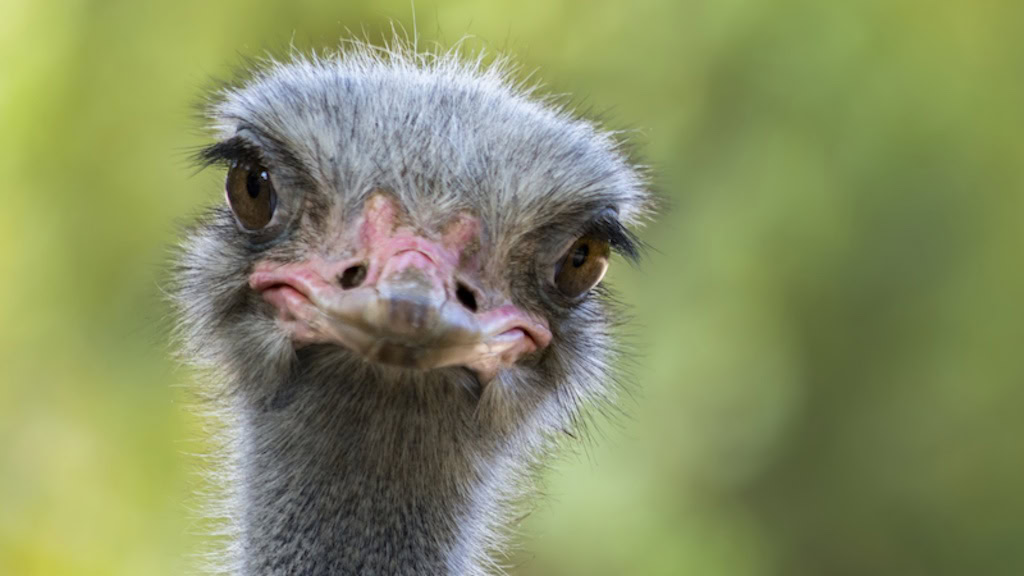 GS Africa Garden Route 62 Tour 08