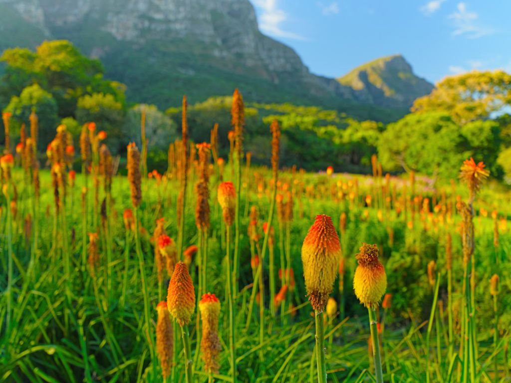Kirstenbosch 03