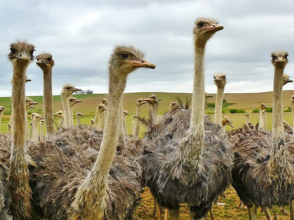 Ostriches