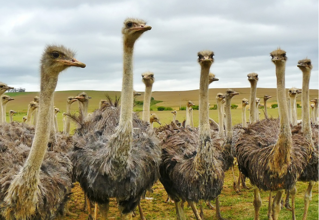 Kaaimansrivier - 7 day garden route motorcycle tour