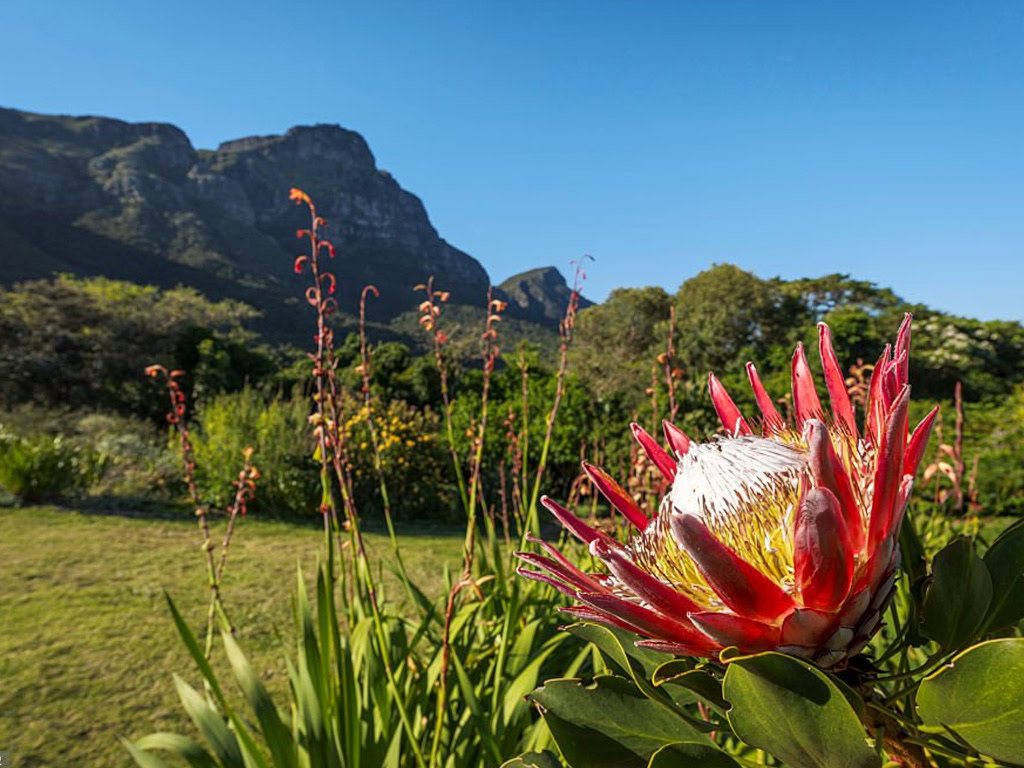 Kirstenbosch 02