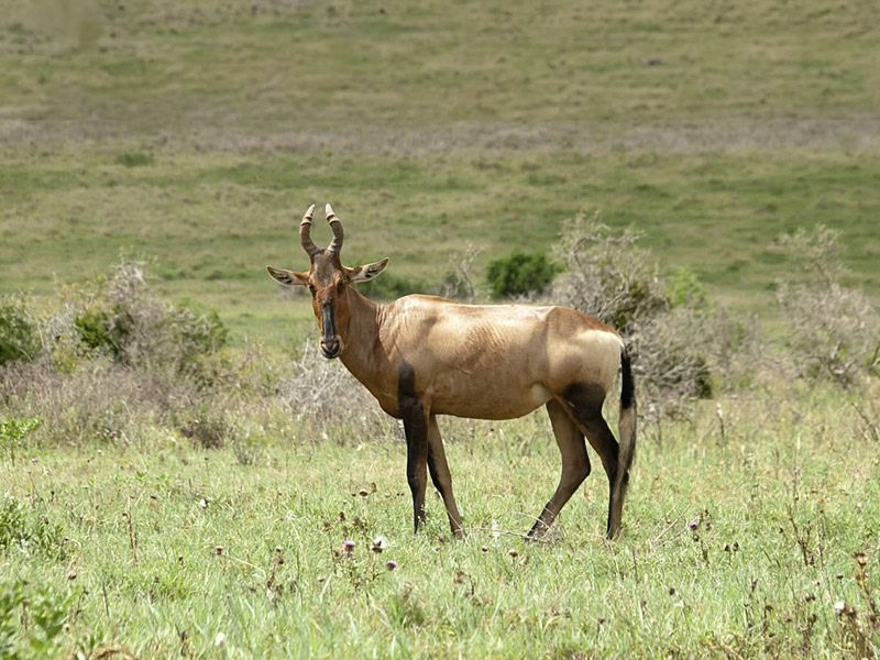 Addo 02