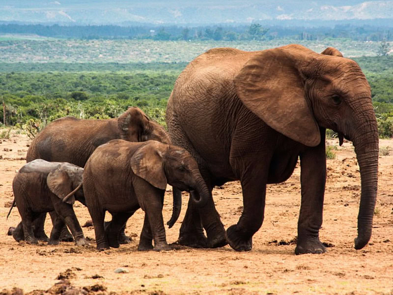Addo 03
