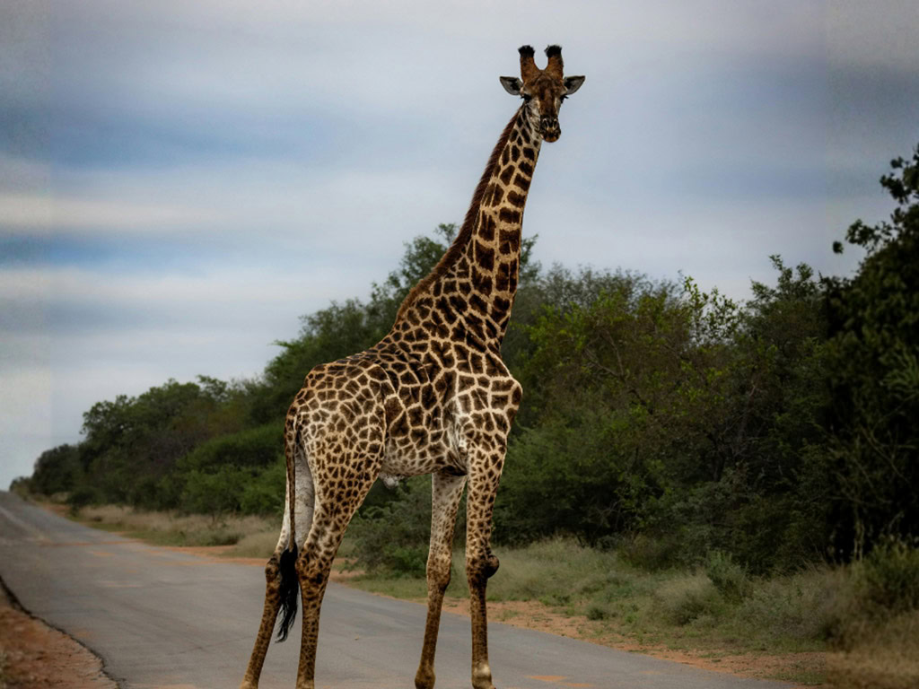 Giraffe