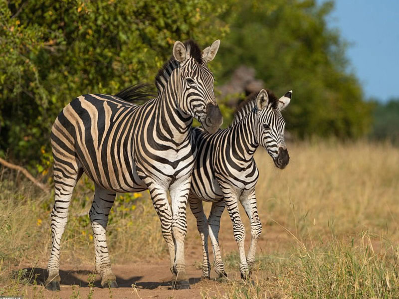 Kruger 2