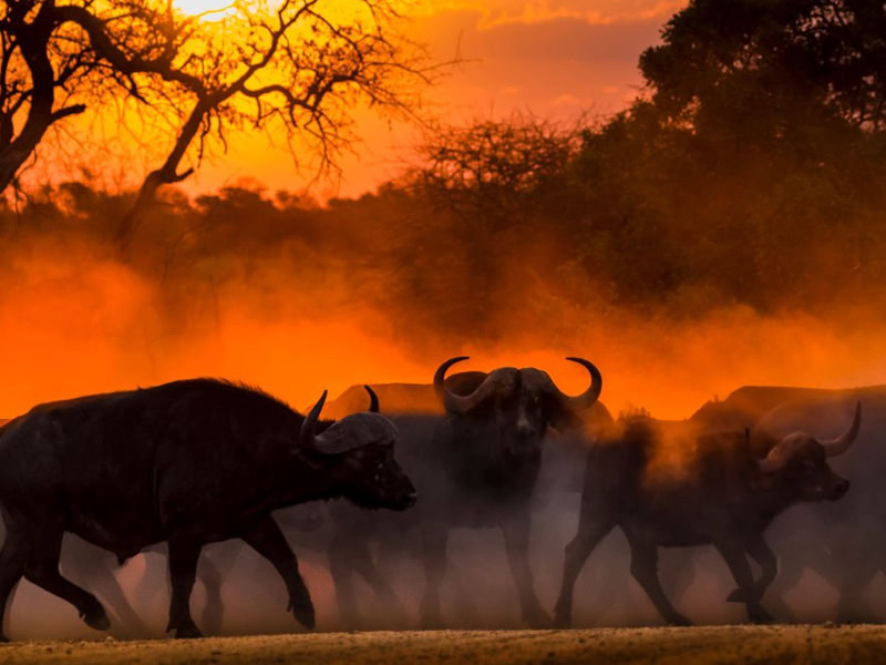 Kruger 3