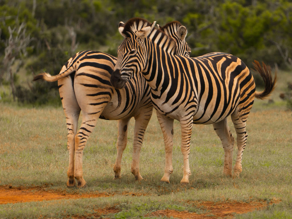 Zebra