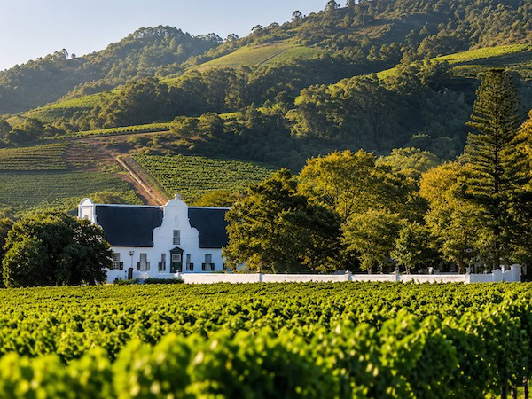 Cape Dutch Estate Amidst Sunlit Vineyards