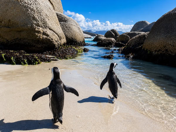 Penguins Exploring a Rocky Tidal Inlet