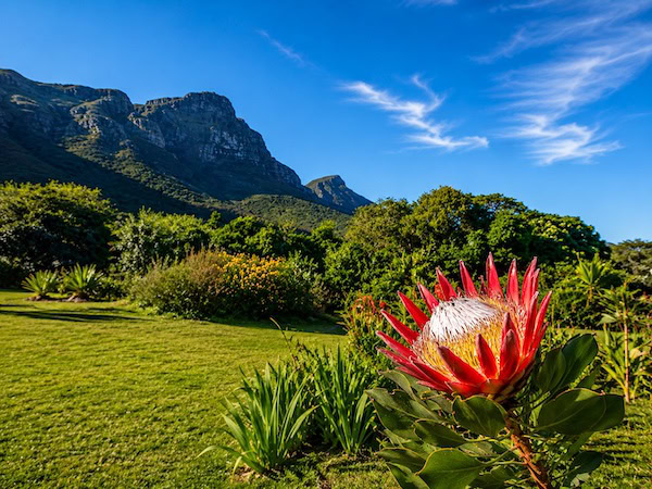 Protea