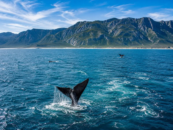 Whales in Hermanus
