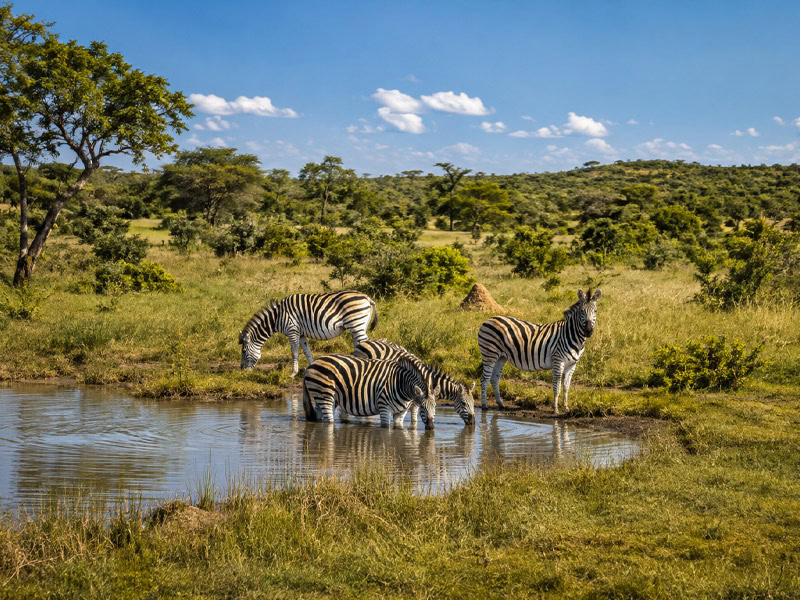 Divindu Zebras