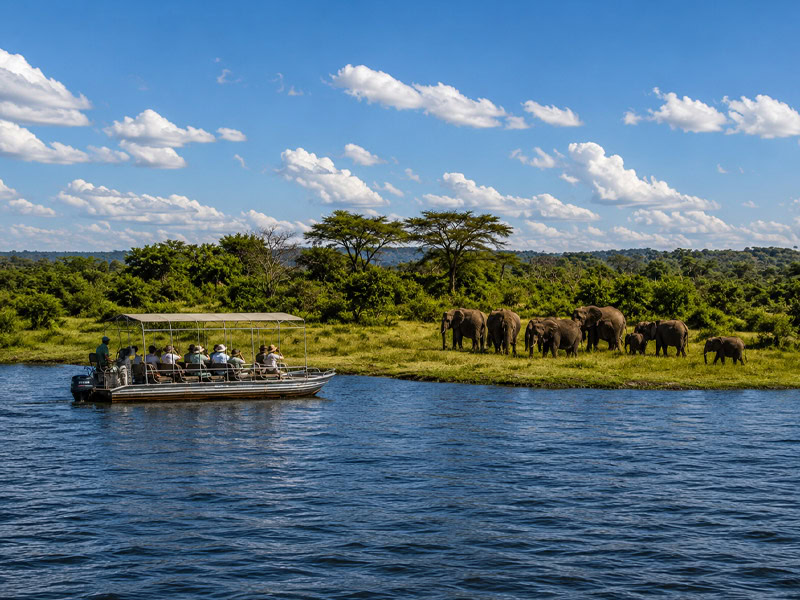 Kasane Elephants