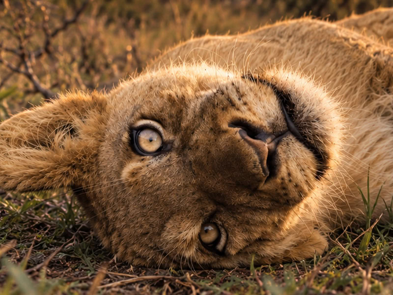Lion Cub